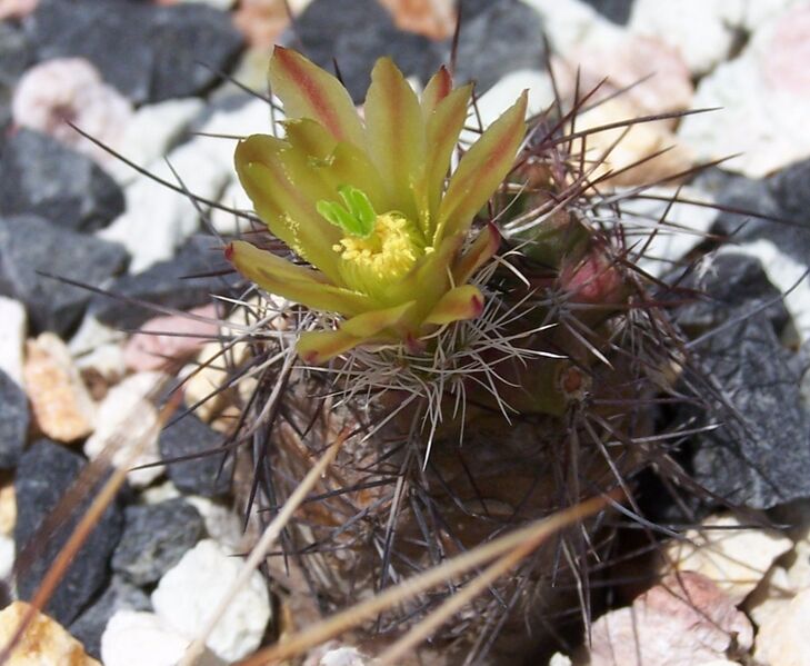 Fájl:Echinocereus viridiflorus davisii-001.jpg