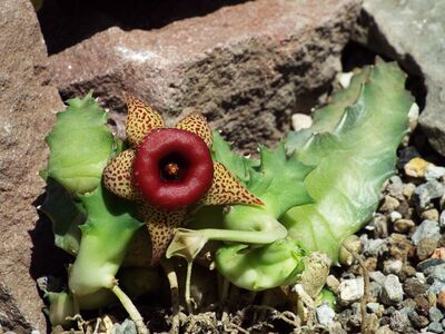 Huernia humilis