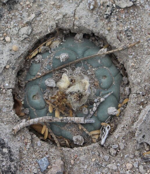 Fájl:Lophophora koehresii-000.jpg