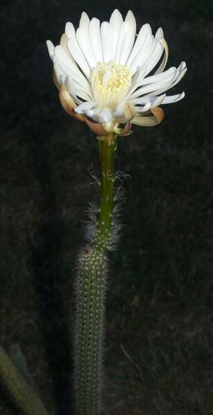 Fájl:Nyctocereus serpentinus.LZ 03.jpg