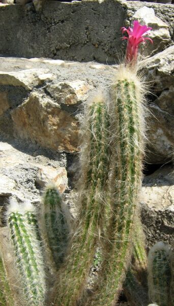 Fájl:Oreocereus doelzianus subsp sericatus-1.jpg