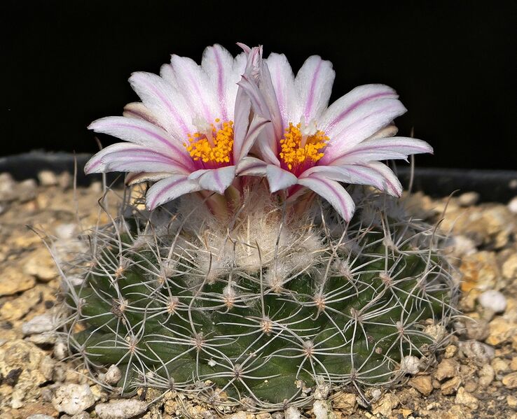 Fájl:Turbinicarpus saueri gonzalezii PP1234.SzJ 02.jpg