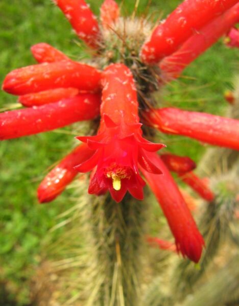 Fájl:Cleistocactus buchtienii-001.jpg