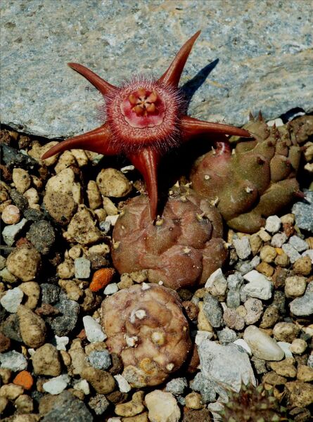 Fájl:Duvalia corderoyi-000.jpg