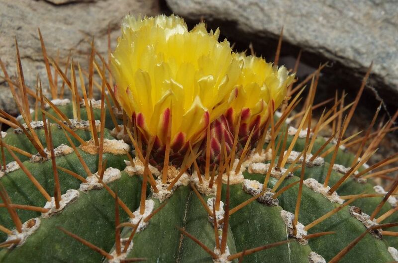 Fájl:Ferocactus schwarzii-001.jpg