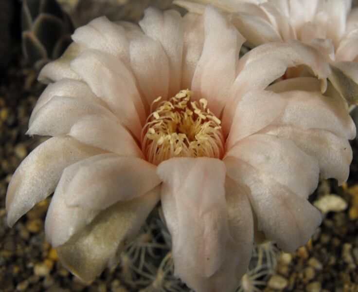 Fájl:Gymnocalycium calochlorum-001.jpg