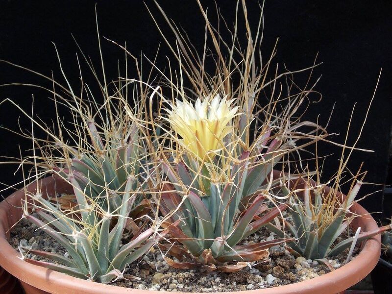 Fájl:Leuchtenbergia principis.JCs 01.jpg