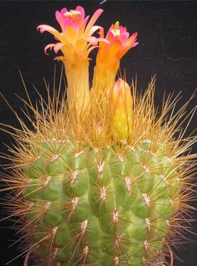 2.