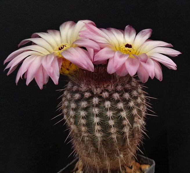 Fájl:Notocactus rutilans.JCs 01.jpg