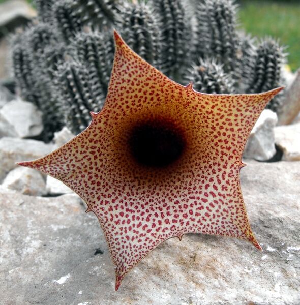 Fájl:Tavaresia barklyi-1.jpg