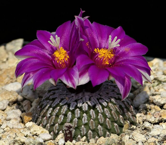 Fájl:Turbinicarpus pseudopectinatus jarmilae MZ446.SzJ 01.jpg