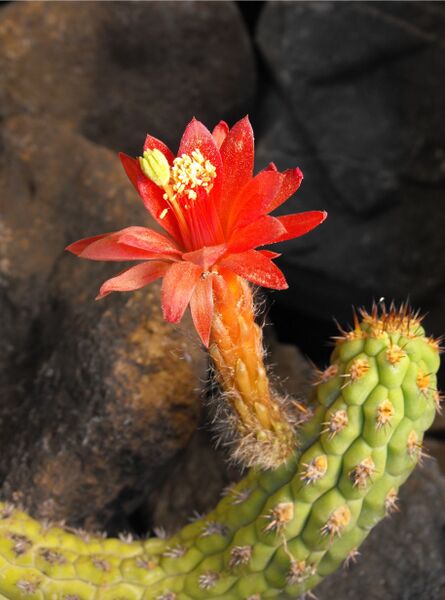 Fájl:Cleistocactus sulcifer-000.jpg
