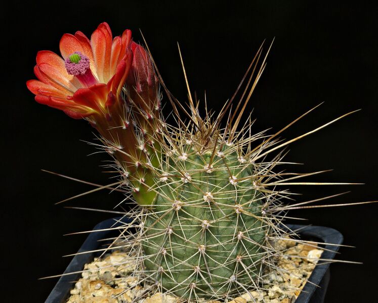 Fájl:E. coccineus SB1729.SzJ 03.jpg