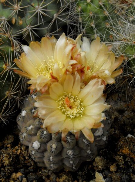 Fájl:Eriosyce napina-000.jpg