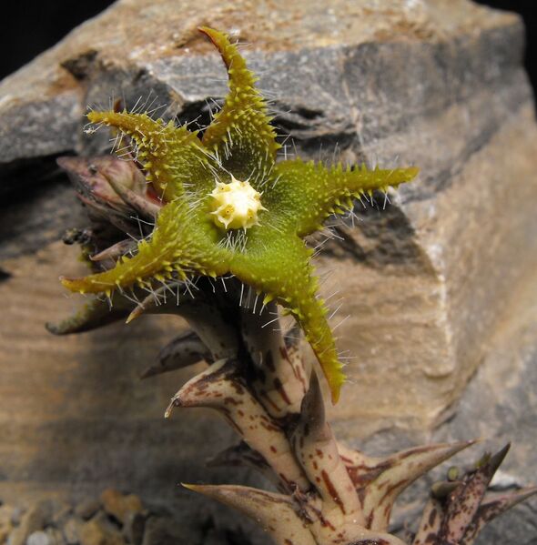 Fájl:Orbea dummeri-1.jpg