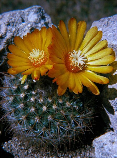 Fájl:Parodia microsperma 02-000.jpg
