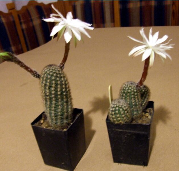 Fájl:Pygmaeocereus bylesianus 02-002.jpg