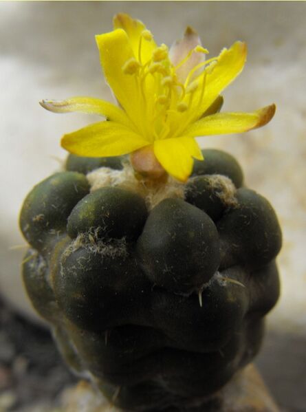 Fájl:Rebutia cintia-0.jpg