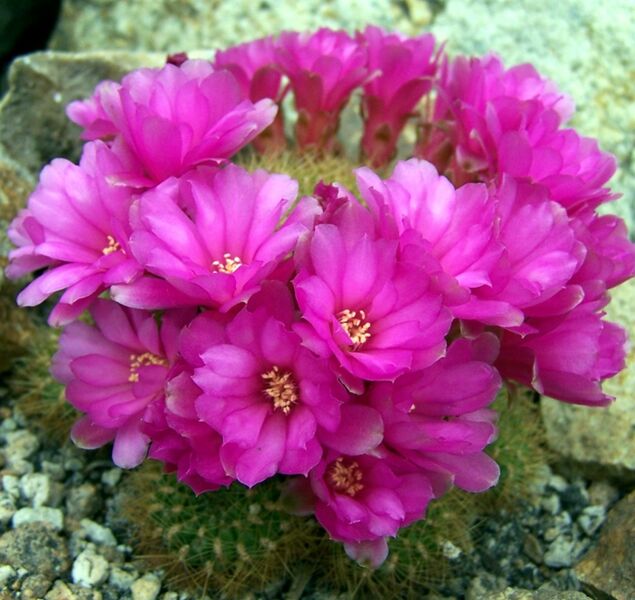 Fájl:Rebutia mentosa flavissima-2.jpg
