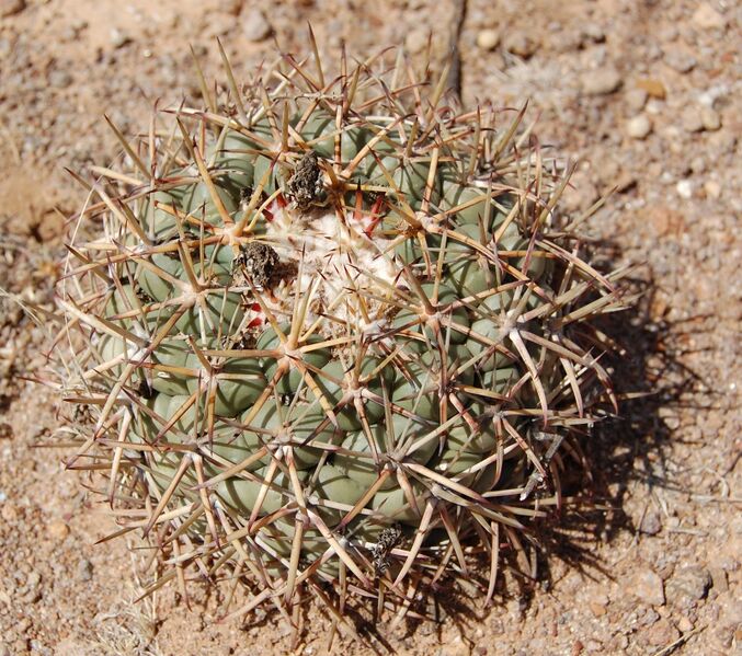 Fájl:Coryphantha poselgeriana-001.jpg