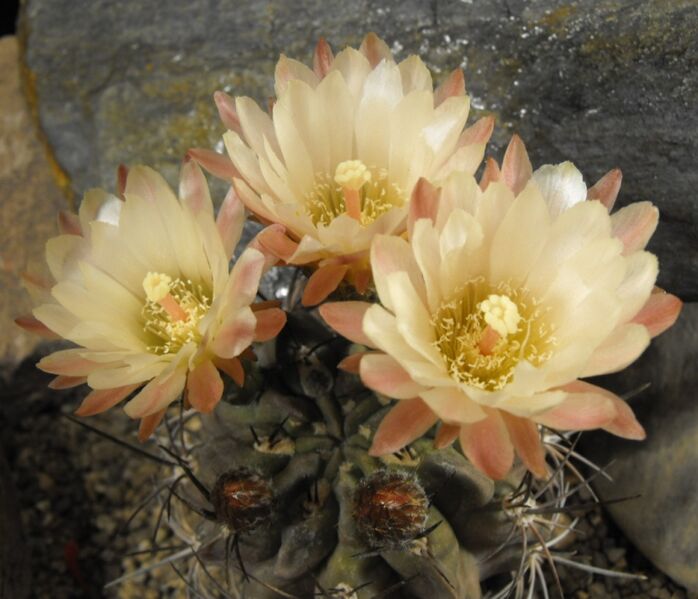 Fájl:Eriosyce paucicostata paucicostata-002.jpg