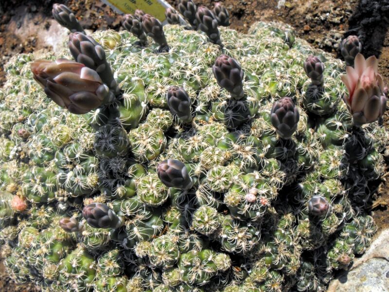 Fájl:Gymnocalycium calochlorum-002.jpg