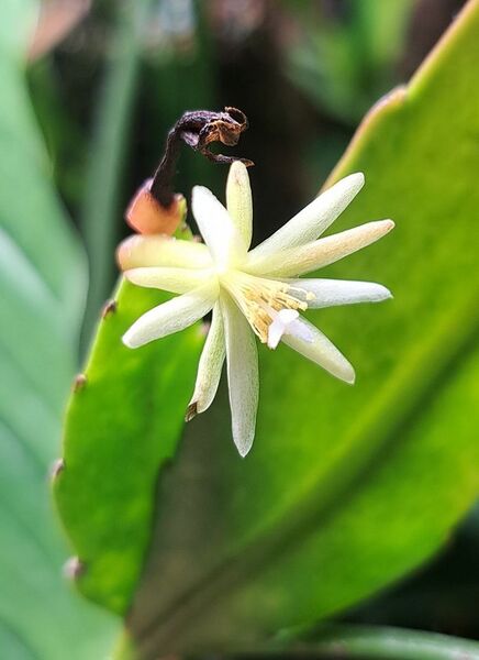 Fájl:Pseudorhipsalis himatoclada VZs 01.jpg