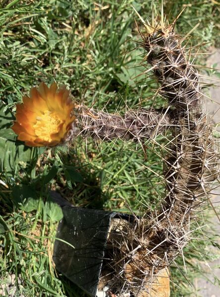 Fájl:Austrocactus coxii.BE 01.jpg