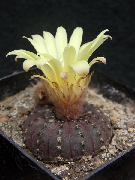 Fájl:Frailea castanea.JCs 01.jpg