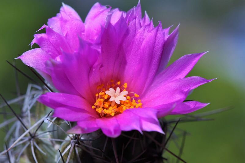 Fájl:Neolloydia matehualensis-001.jpg