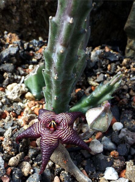 Fájl:Stapelia cedrimontana-0.jpg