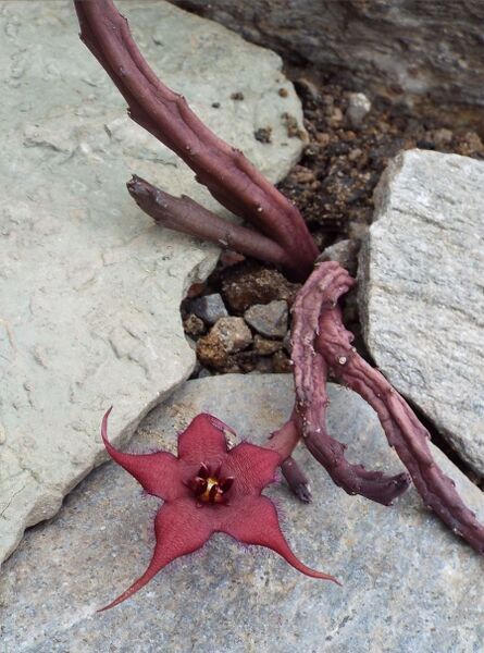 Fájl:Stapelia schinzii angolensis-000.jpg