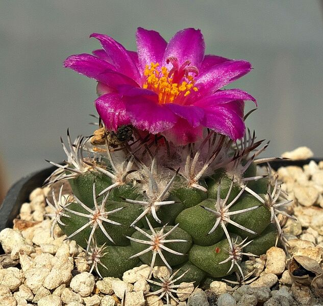 Fájl:Turbinicarpus nikolae.SzJ 02.jpg