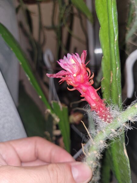 Fájl:Weberocereus trichophorus.VZs 01.jpg