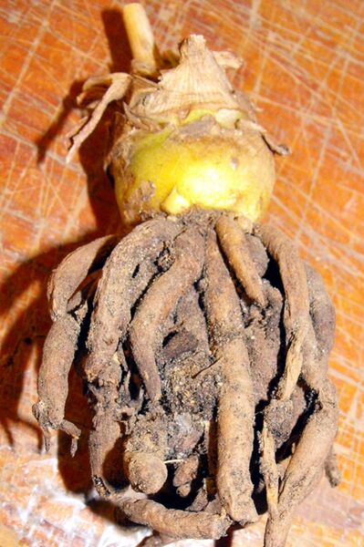 Fájl:Agave maculosa-003.jpg