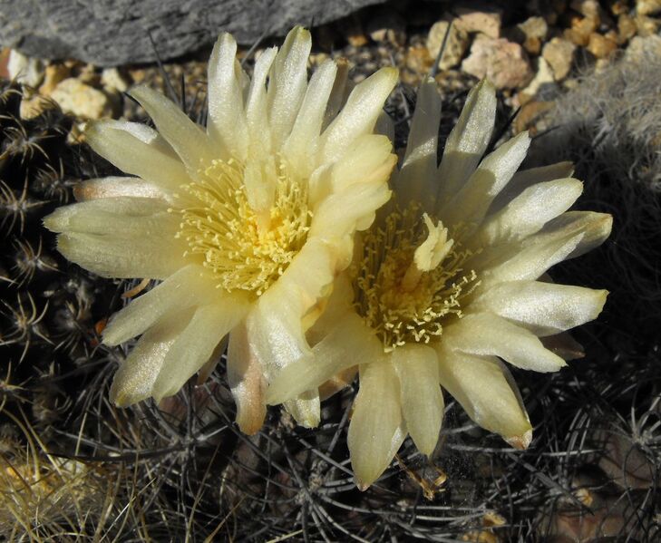 Fájl:Eriosyce taltalensis taltalensis 2-001.jpg