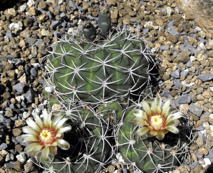 Fájl:Gymnocalycium hybopleurum 01-002.jpg