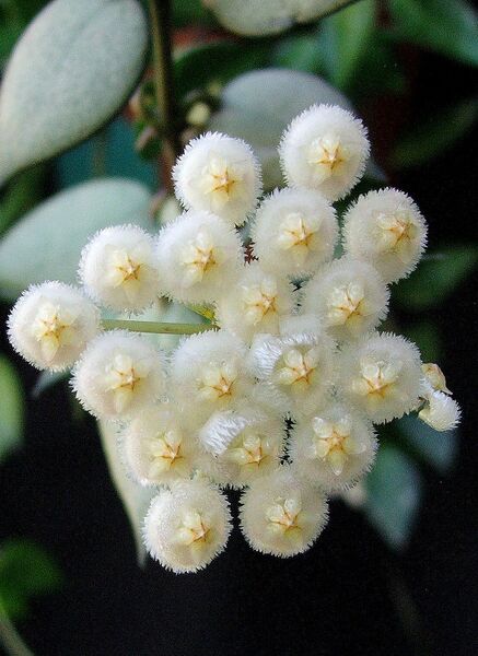 Fájl:Hoya lacunosa-000.jpg