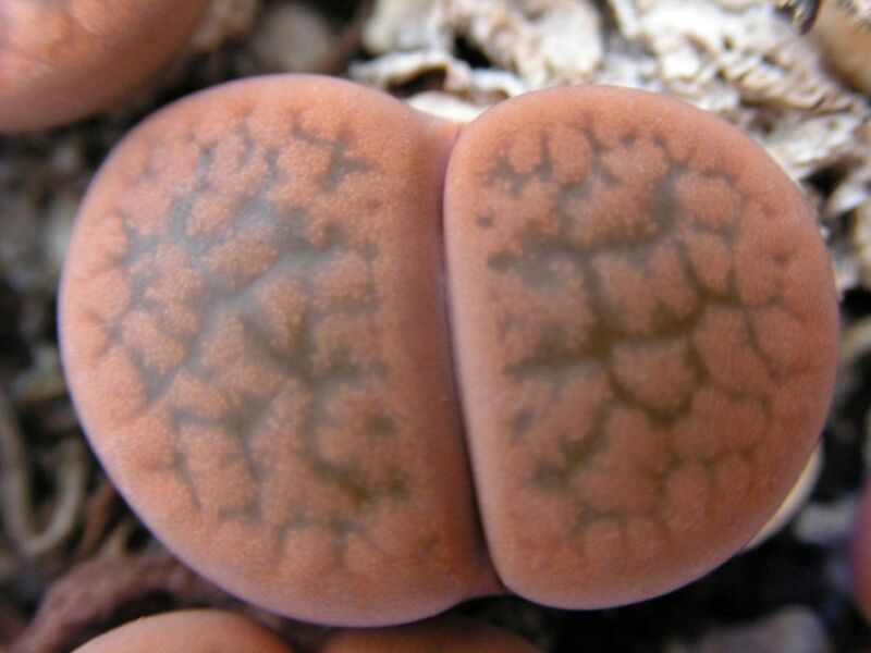 Fájl:Lithops hookeri2-002.jpg