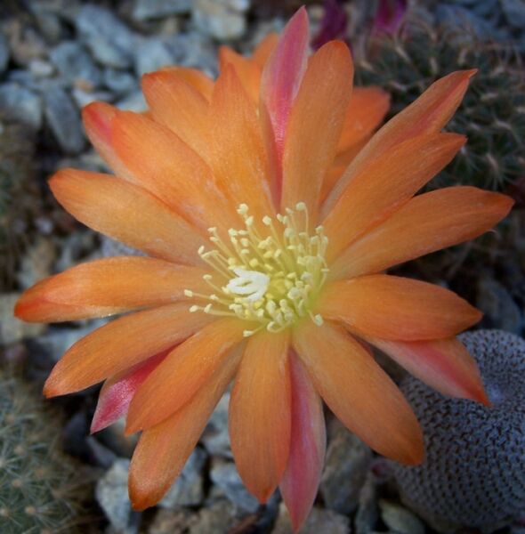 Fájl:Rebutia heliosa-1.jpg
