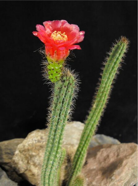 Fájl:Corryocactus tenuiculus-000.jpg