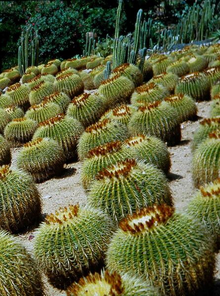 Fájl:Echinocactus grusonii-000.jpg