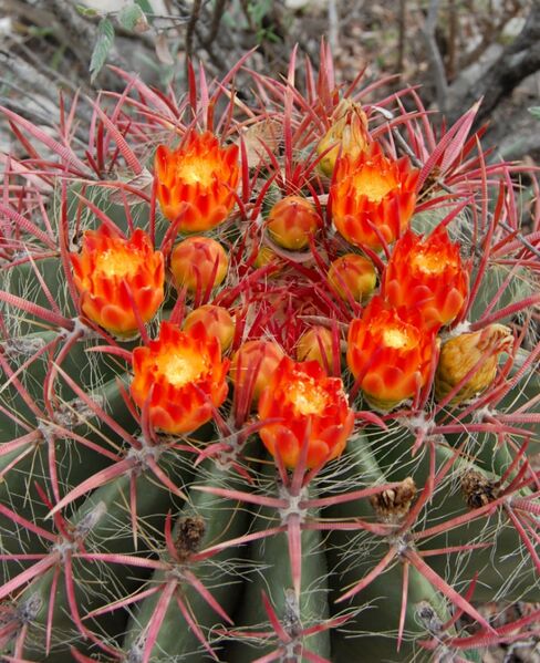 Fájl:Ferocactus pilosus 1 rész-001.jpg