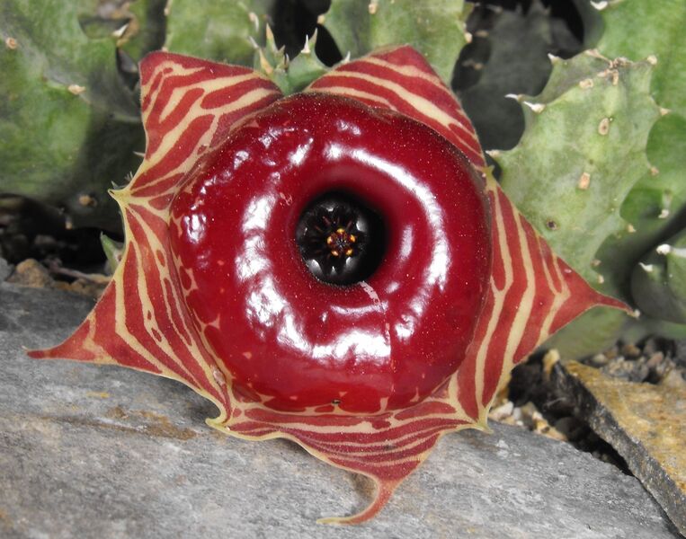 Fájl:Huernia zebrina-001.jpg