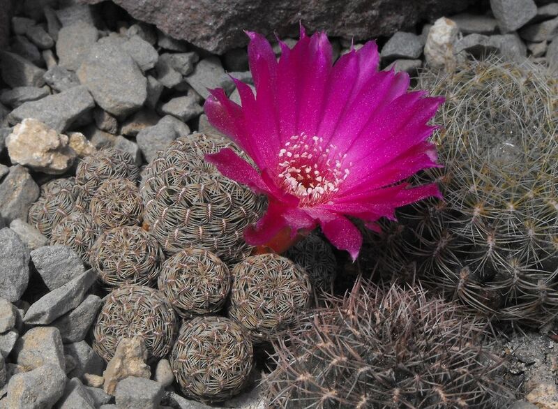 Fájl:Rebutia pulchra crispata-1.jpg