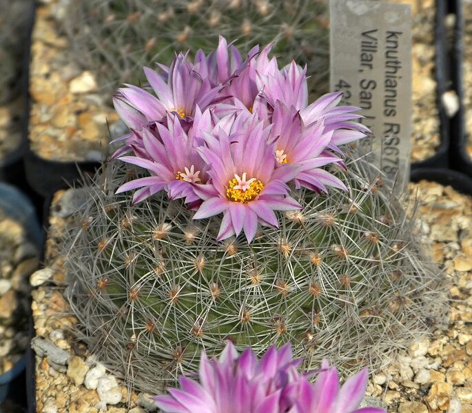 Fájl:Turbinicarpus knuthianus.SzJ 01.jpg