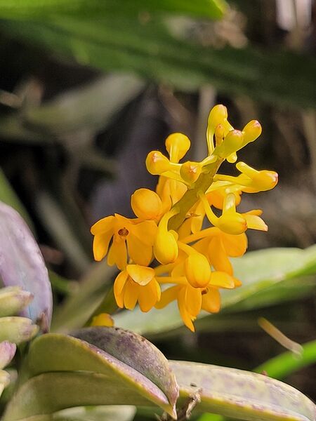 Fájl:Vanda aurantiaca.VZS 02.jpg