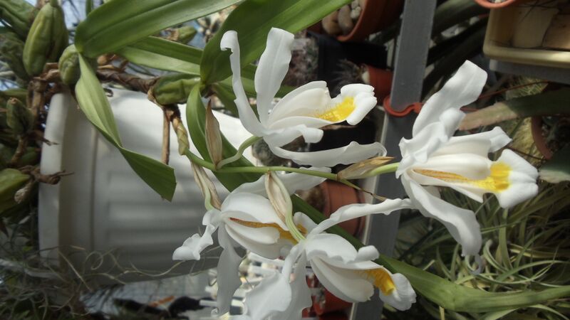 Fájl:Coelogyne cristata.HF 01.jpg