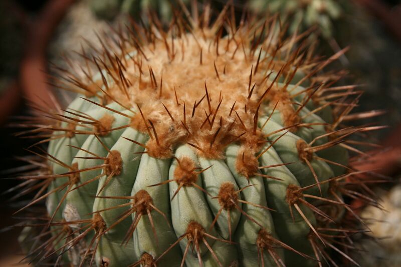 Fájl:Copiapoa haseltoniana gigantea.HL 02.jpg