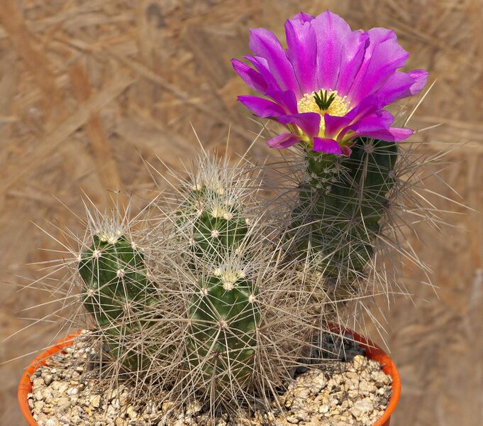 Fájl:Echinocereus cinerascens subsp. cinerascens.SzJ 01.jpg
